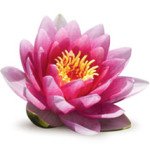 lotus