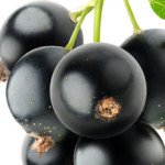 blackcurrant