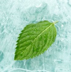 menthol
