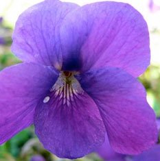 parmaviolet
