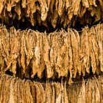 tobacco