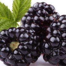 Blackberry Flavour Concentrate