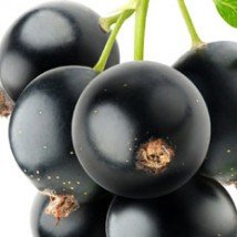 Blackcurrant Flavour Concentrate