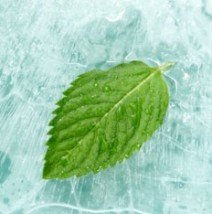 Menthol Flavour Concentrate