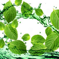Menthol Special Blend Flavour Concentrate 1
