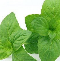 Nana Mint Flavour Concentrate