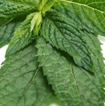 Peppermint Flavour Concentrate