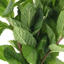 Spearmint Flavour Concentrate
