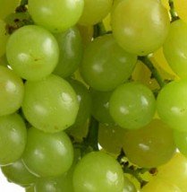 White Grape Flavour Concentrate